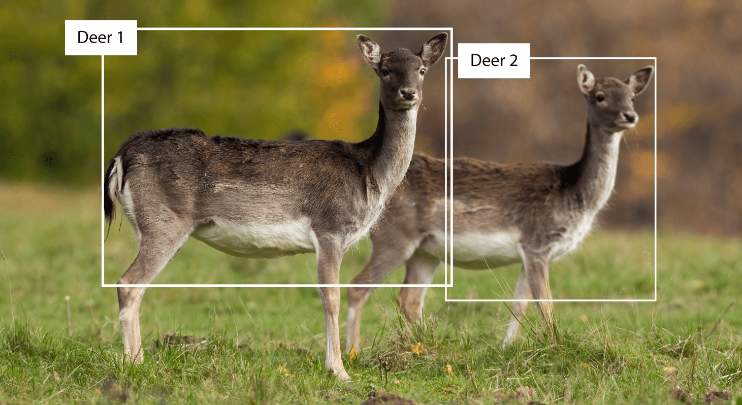 AI-powered Drone System for Wildlife Population Control